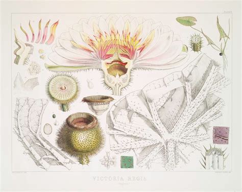 The Intersection of Science and Art: Understanding the Botanical Aspects of Floral Intervision