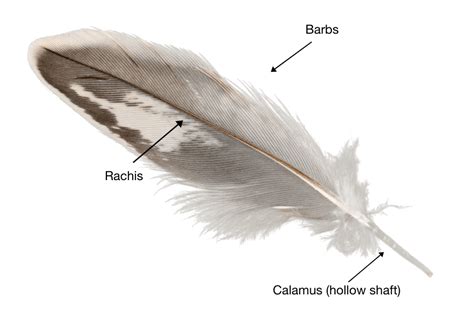 The Intricate Anatomy of a Quill Pen