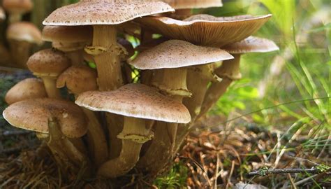 The Intricate Bond Between Fungi and Humans within Dreamworlds