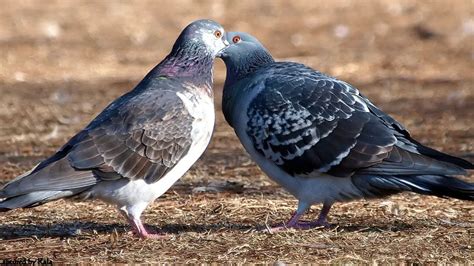 The Intricate Dance of Courtship