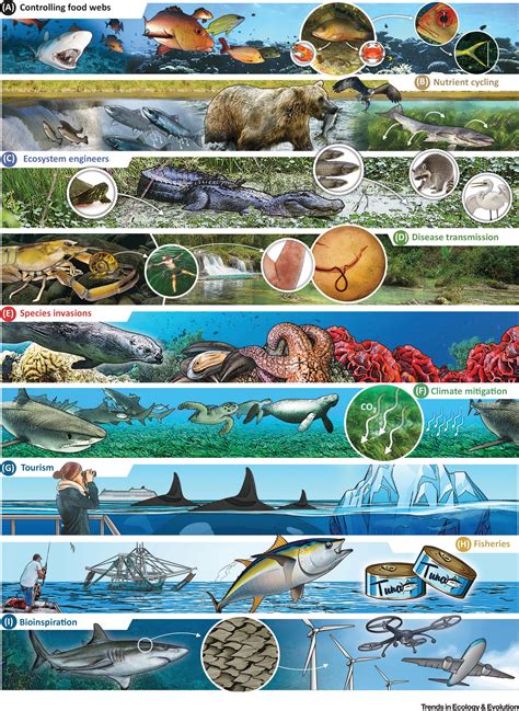 The Intricate Ecosystem: Unveiling the Role of Enormous Aquatic Predators