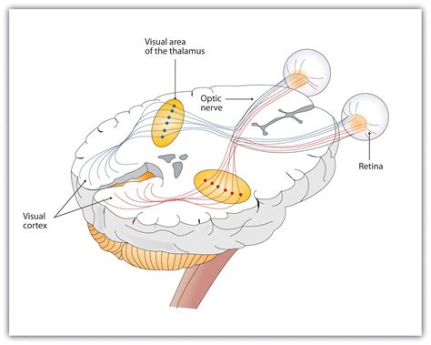 The Intricate Mechanisms at the Core of Human Vision