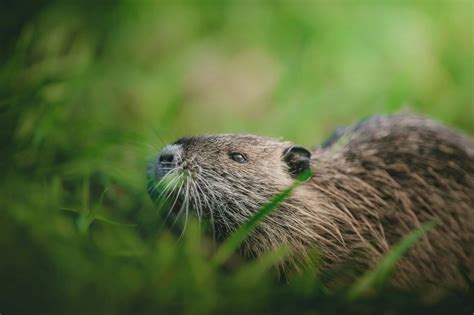 The Intricate Symbolism of the Aquatic Rodent: A Journey into its Profound Significance