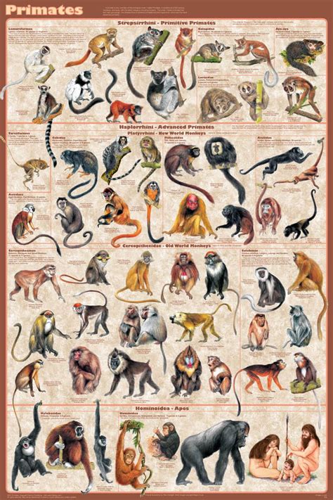 The Intricate World of Primate Reveries