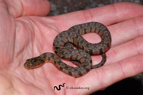 The Intrigue Surrounding Reflections on a Patterned Serpent