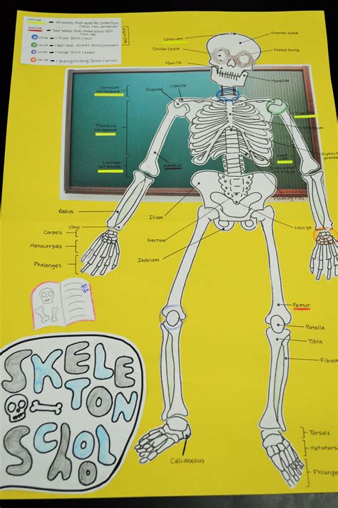 The Intrigue Surrounding Skeletons: Exploring Their Profound Significance Across Anatomy and Art