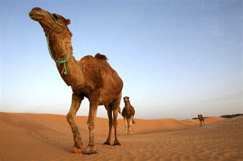 The Intrigue and Controversy Surrounding Gigantic Desert Dromedaries