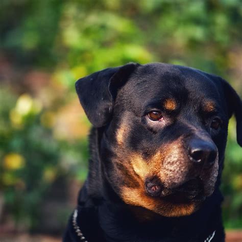 The Intriguing Allure of Rottweiler Canines