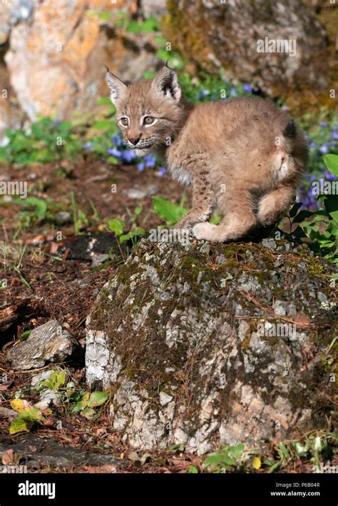 The Intriguing Allure of the Little Lynx