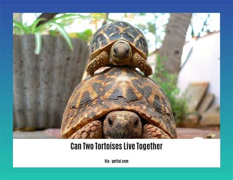 The Intriguing Behavior and Social Dynamics of Tortoise Clans