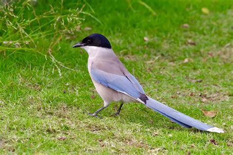 The Intriguing Behavior of Azure Avians