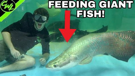 The Intriguing Behavior of Giant Fish: Predatory and Feeding Strategies