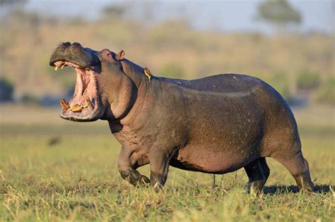 The Intriguing Behavior of Hippos