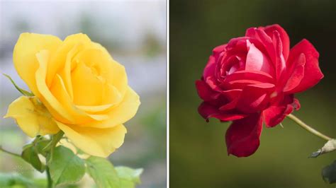 The Intriguing Chronology of Roses