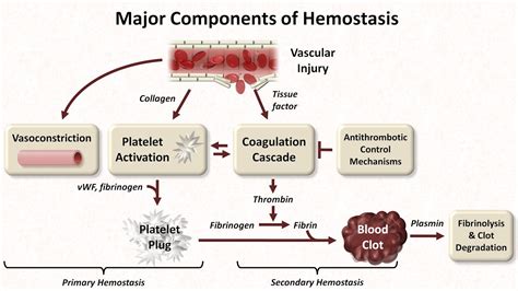 The Intriguing Concept of Continuous Hemorrhage