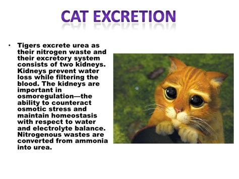 The Intriguing Connection Between Feline Excretions Dream and Personal Growth