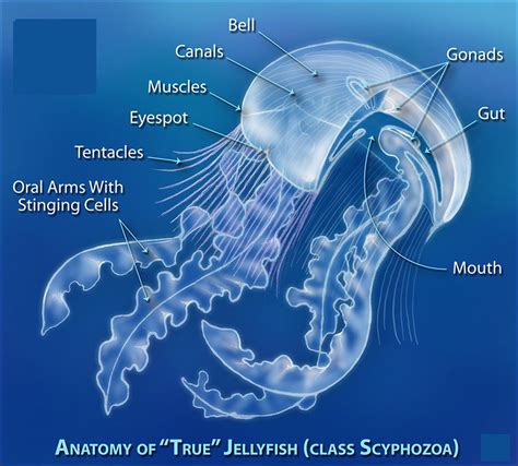 The Intriguing Connection Between Jellyfish Stings in Dreams and Natural Self-Defense Adaptations