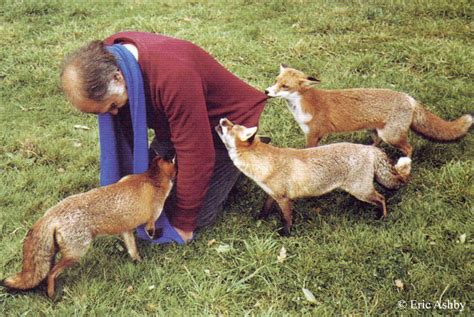 The Intriguing Connection between Human Beings and Foxes