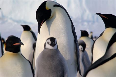 The Intriguing Discovery: A Dark Penguin amidst the Whites