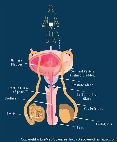 The Intriguing Fascination Surrounding Male Reproductive Organs: A Cultural Perspective