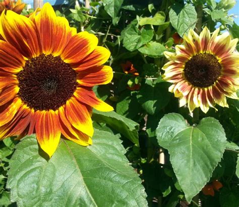 The Intriguing History and Origins of the Scarlet Sunflower