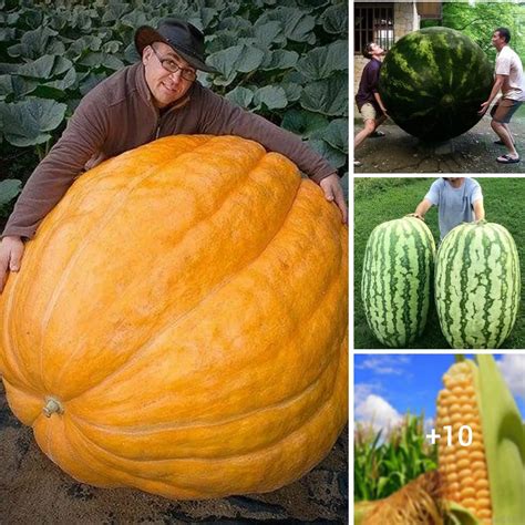 The Intriguing History of Gigantic Fruits