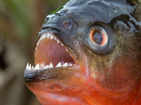 The Intriguing Interpretations of Dreaming About Piranhas with Iron Jaws