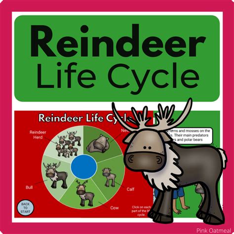 The Intriguing Life Cycle of Reindeer