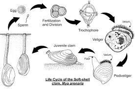 The Intriguing Life Cycle of the Magnificent Giant Bivalve