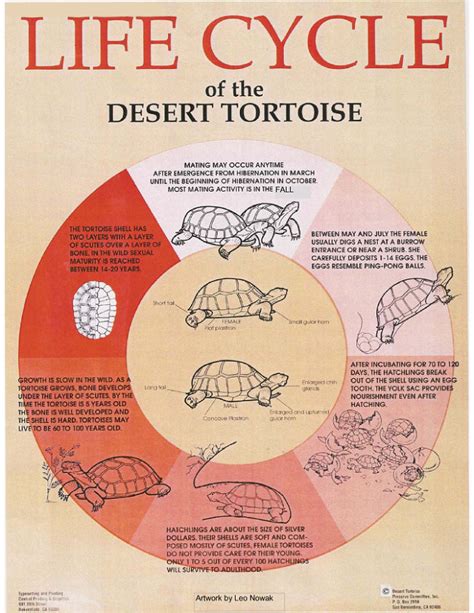 The Intriguing Life Cycle of the Magnificent Tortoise