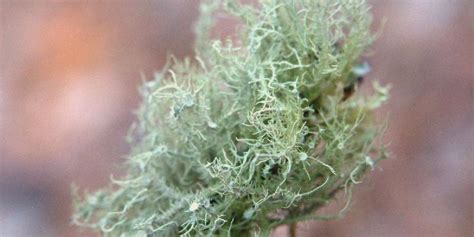 The Intriguing Life Story of Usnea Lichen