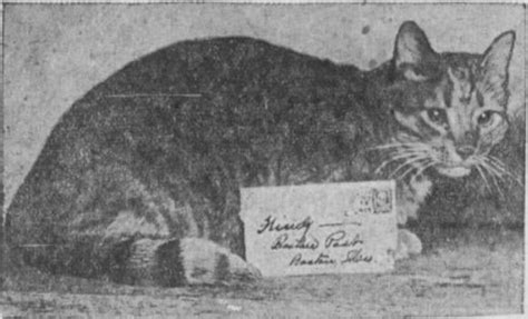 The Intriguing Life Story of a Golden Feline