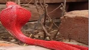 The Intriguing Meaning of the Enigmatic Black and Red Banded Serpent