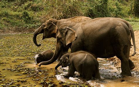 The Intriguing Realm of Elephant Reproduction