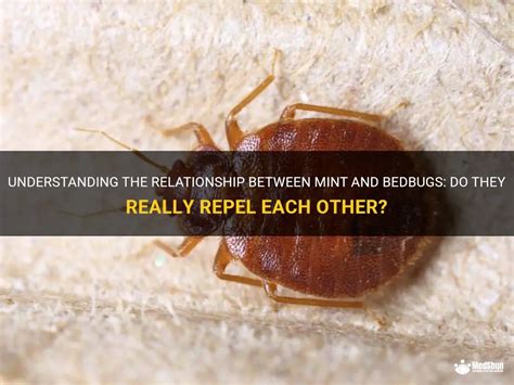 The Intriguing Relationship Between Dreams and Bedbugs