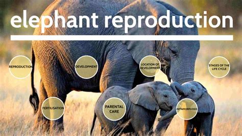 The Intriguing Role of Dominance and Hierarchy in Elephant Reproduction