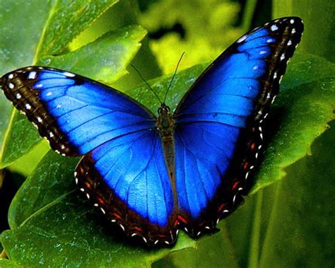 The Intriguing Science Behind the Enigmatic Realm of Butterfly Reveries