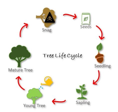 The Intriguing Science Behind the Growth and Metamorphosis of Trees