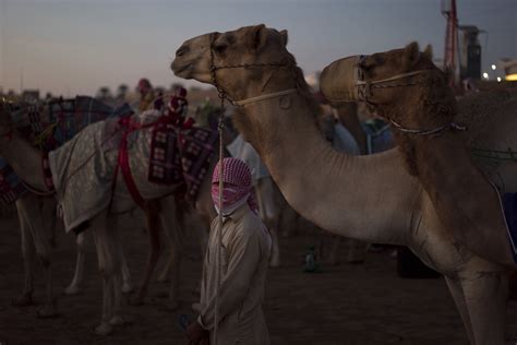 The Intriguing Story Behind the World of Camel Racing