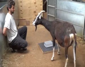 The Intriguing Story of Human-Goat Interactions Through Time