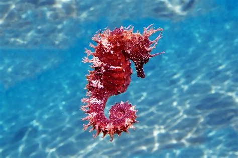 The Intriguing Symbolism of Seahorses in Dreams