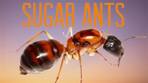 The Intriguing Universe of Sugar Ants