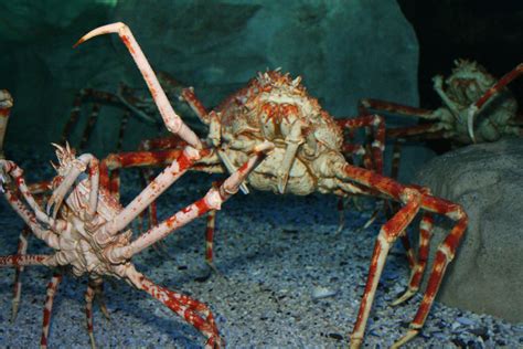 The Intriguing World of Enormous Crustaceans