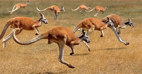 The Intriguing World of Kangaroos: Beyond Leaping and Pouches