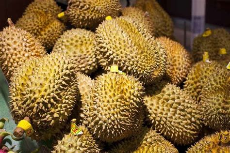 The Irresistible Allure of Exquisite Jackfruit Varieties