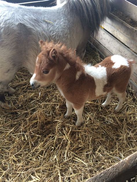 The Irresistible Appeal of Miniature Ponies: Unveiling Their Endearing Charisma