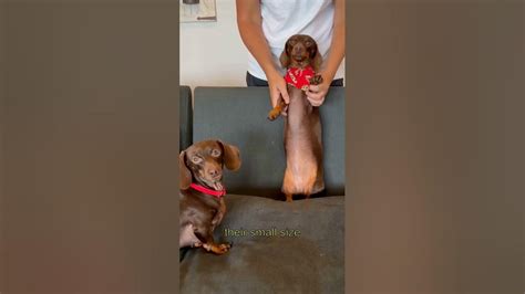 The Irresistible Charm of Dachshunds