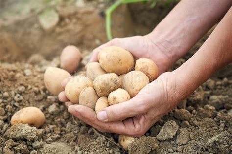 The Irresistible Charm of Freshly Harvested New Potatoes: A Gastronomic Pleasure