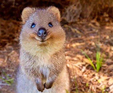 The Irresistible Charm of Infant Marsupials