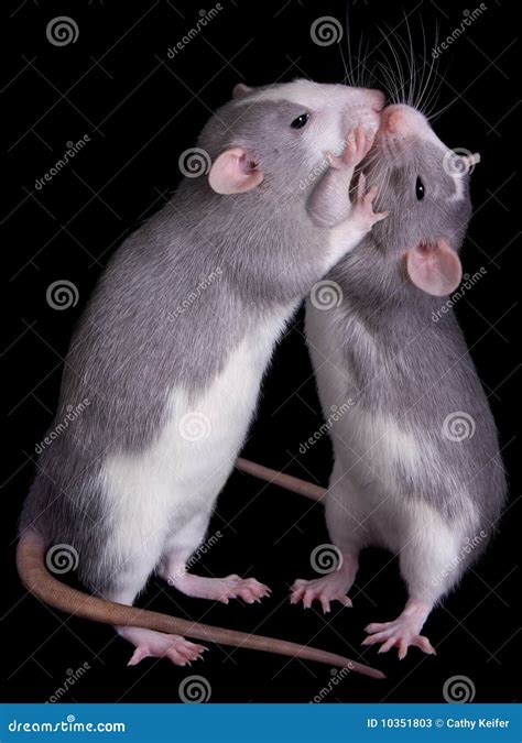 The Irresistible Charm of Rat Companions: Discovering Unexpected Love